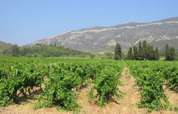 Fitou, les vignobles Mer & Montagne