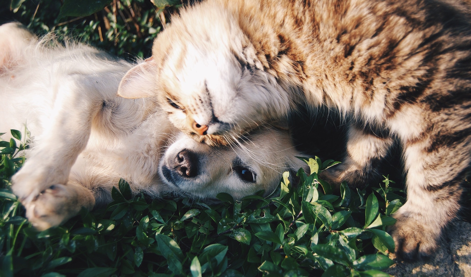 Bienvenue aux animaux 