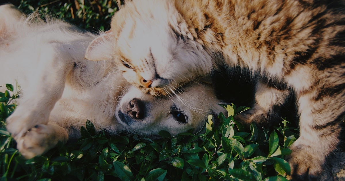 Bienvenue aux animaux