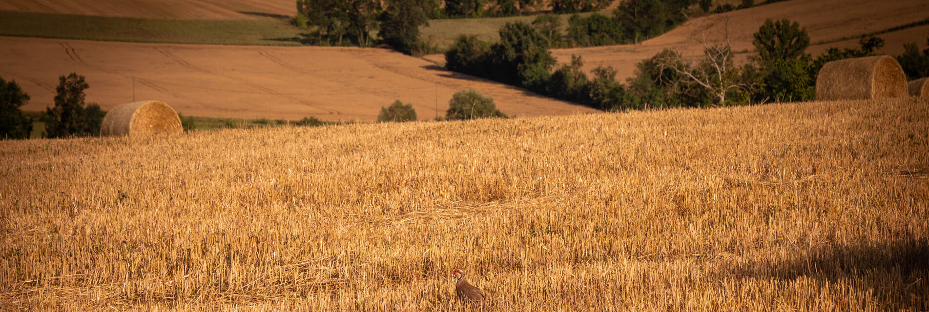 Vacances à la campagne