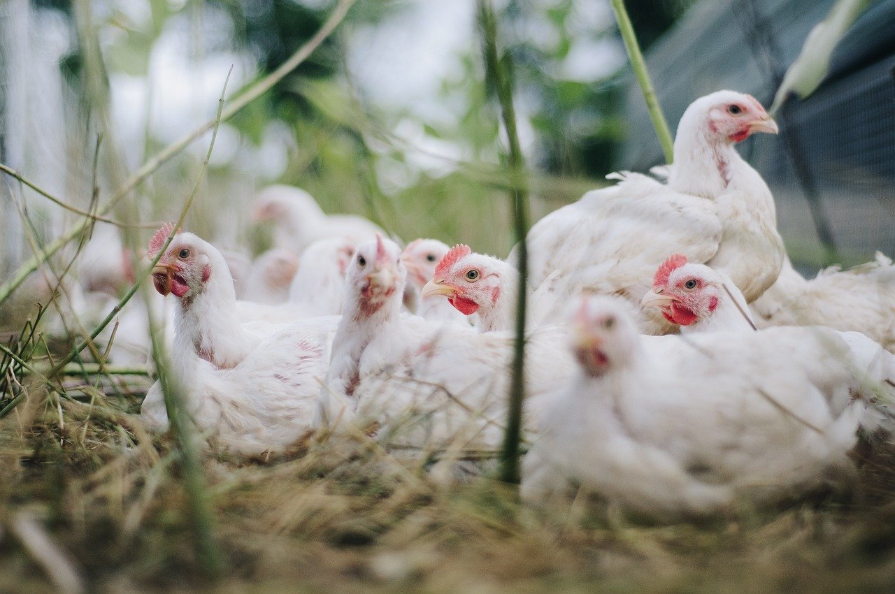 À la ferme 