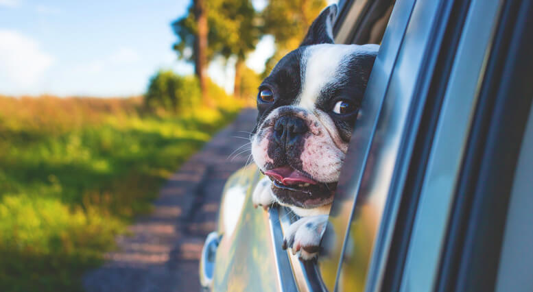 Bienvenue aux animaux