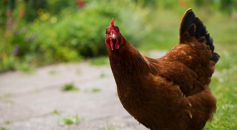 À la ferme