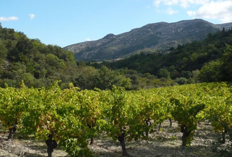  A Lézignan, entre Corbières et Minervois